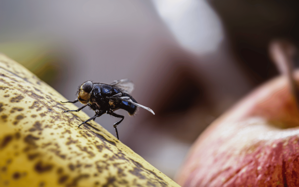 7 Methods for Managing Fly Infestations in Commercial Kitchens Fly on Banana