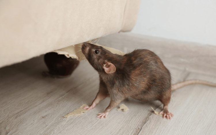 10 Common Pests to Watch Out for This Fall and How to Prevent Them mouse eating a couch